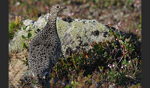 Alpenschneehuhn (Lagopus mutus)