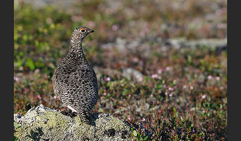 Alpenschneehuhn (Lagopus mutus)