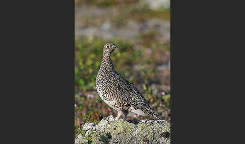 Alpenschneehuhn (Lagopus mutus)