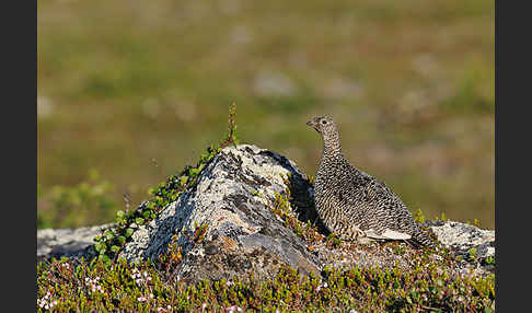 Alpenschneehuhn (Lagopus mutus)