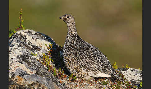 Alpenschneehuhn (Lagopus mutus)