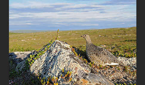 Alpenschneehuhn (Lagopus mutus)