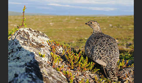 Alpenschneehuhn (Lagopus mutus)