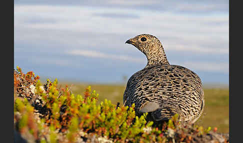 Alpenschneehuhn (Lagopus mutus)