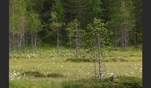 Finnland (Finland)