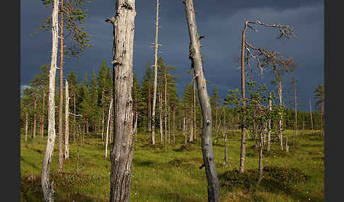 Finnland (Finland)