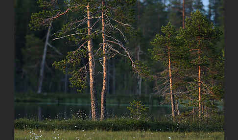 Finnland (Finland)