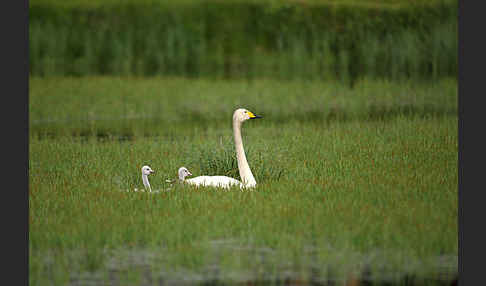 Singschwan (Cygnus cygnus)