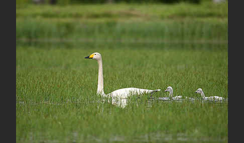 Singschwan (Cygnus cygnus)