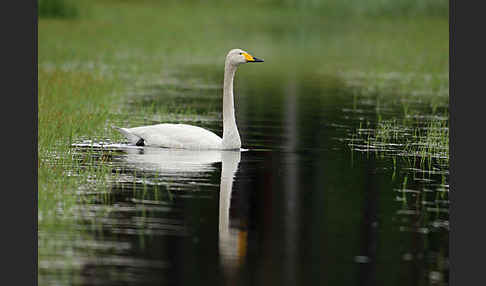 Singschwan (Cygnus cygnus)