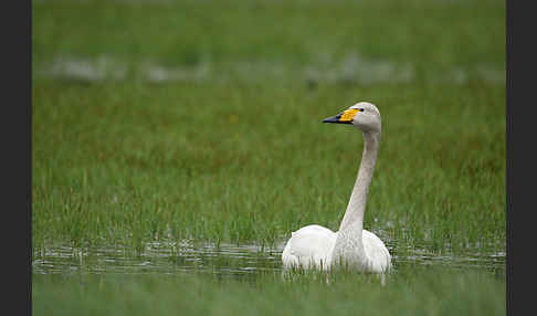 Singschwan (Cygnus cygnus)