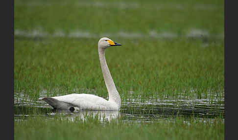 Singschwan (Cygnus cygnus)