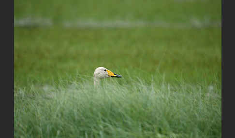 Singschwan (Cygnus cygnus)