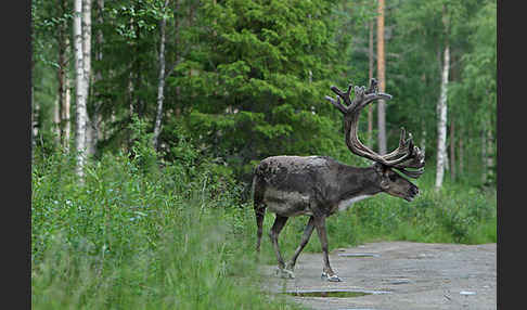 Rentier (Rangifer tarandus)