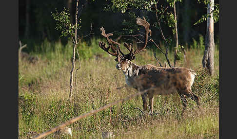 Rentier (Rangifer tarandus)