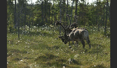 Rentier (Rangifer tarandus)