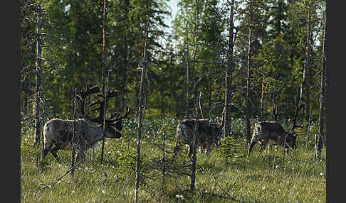 Rentier (Rangifer tarandus)