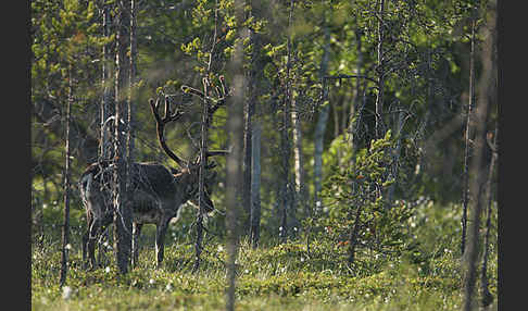 Rentier (Rangifer tarandus)