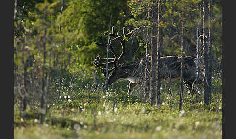 Rentier (Rangifer tarandus)