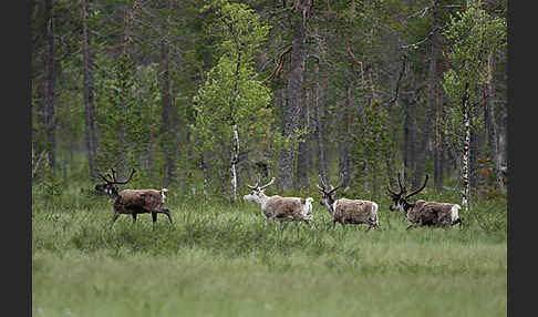 Rentier (Rangifer tarandus)