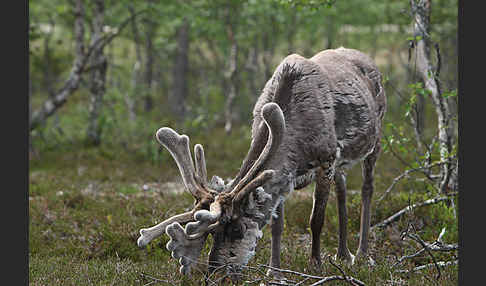 Rentier (Rangifer tarandus)