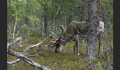 Rentier (Rangifer tarandus)