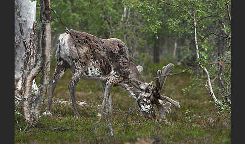 Rentier (Rangifer tarandus)