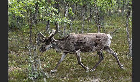 Rentier (Rangifer tarandus)