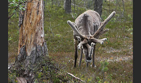 Rentier (Rangifer tarandus)