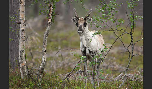 Rentier (Rangifer tarandus)