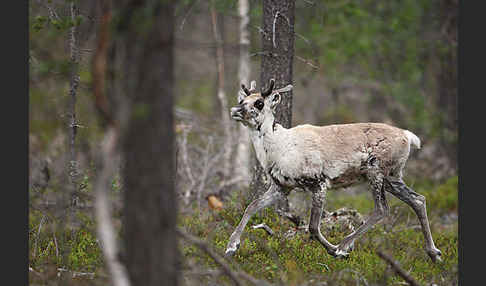 Rentier (Rangifer tarandus)