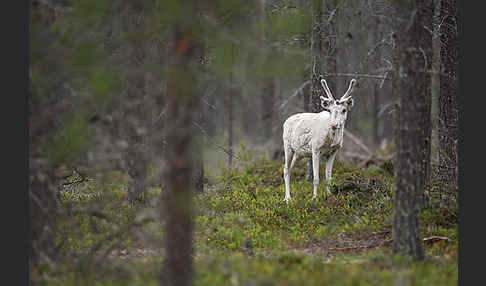 Rentier (Rangifer tarandus)