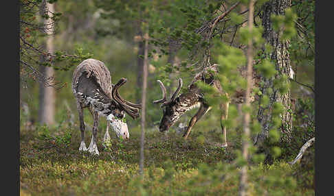 Rentier (Rangifer tarandus)