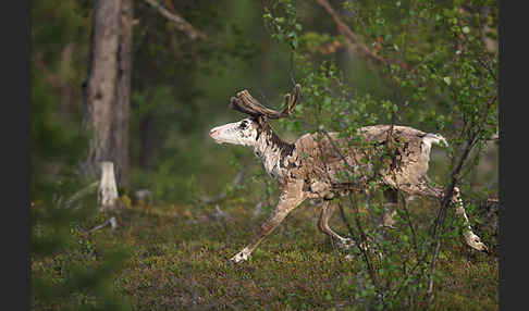 Rentier (Rangifer tarandus)