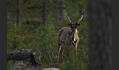 Rentier (Rangifer tarandus)