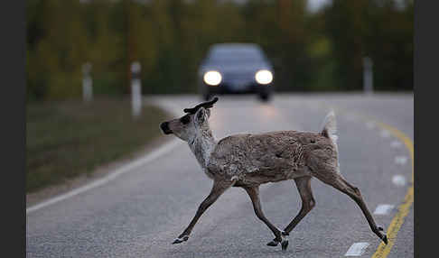 Rentier (Rangifer tarandus)