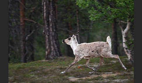 Rentier (Rangifer tarandus)