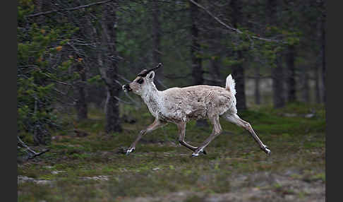 Rentier (Rangifer tarandus)