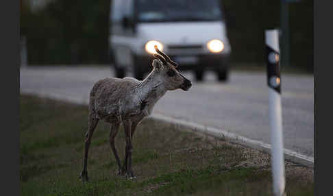 Rentier (Rangifer tarandus)