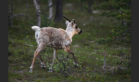 Rentier (Rangifer tarandus)