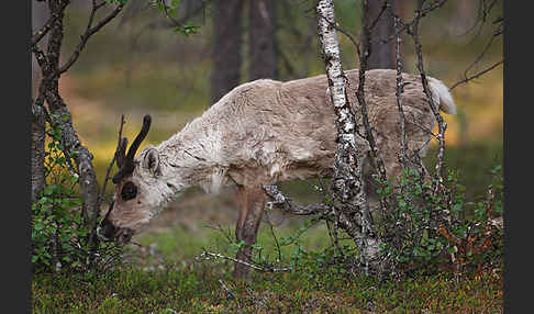 Rentier (Rangifer tarandus)