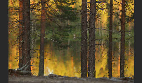 Finnland (Finland)