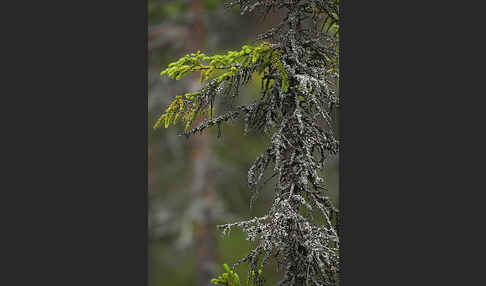 Finnland (Finland)