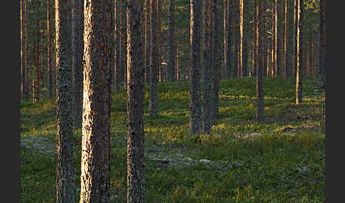 Finnland (Finland)