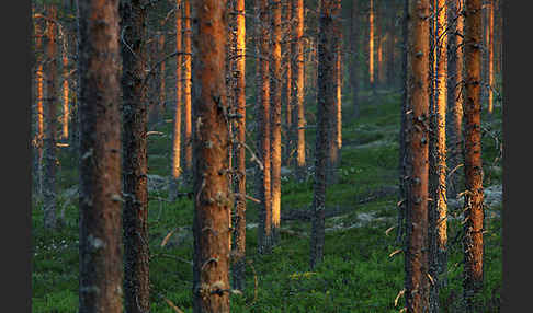 Finnland (Finland)