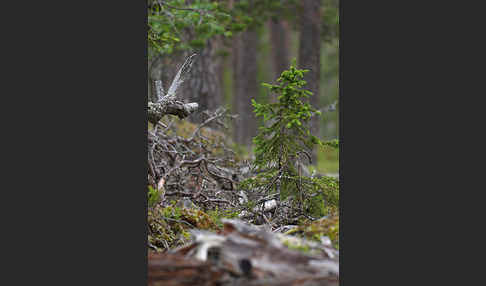 Finnland (Finland)