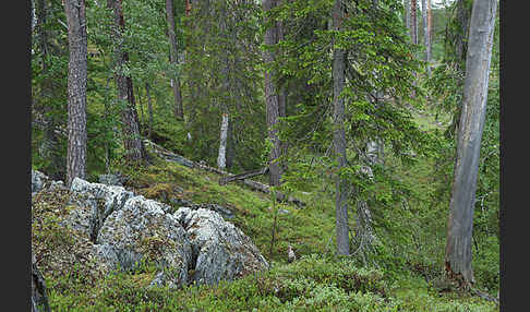 Finnland (Finland)