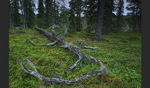 Finnland (Finland)