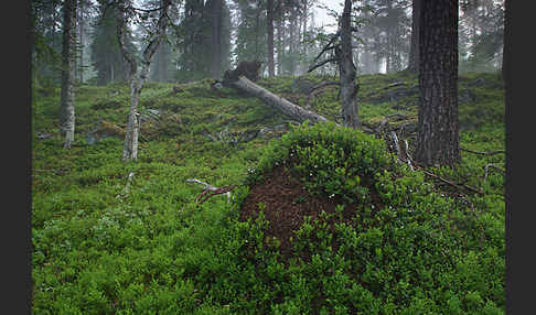 Finnland (Finland)