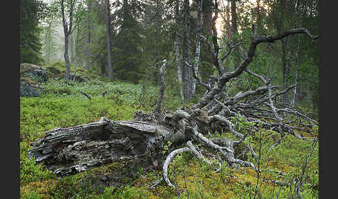 Finnland (Finland)